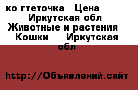 ко гтеточка › Цена ­ 800 - Иркутская обл. Животные и растения » Кошки   . Иркутская обл.